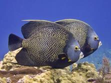 Cayman Islands Scuba Diving Holiday. Little Cayman Dive Centre. Fish.